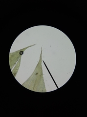 Rhynchostegium megapolitanum
