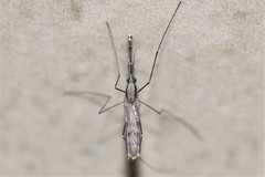 Anopheles eiseni
