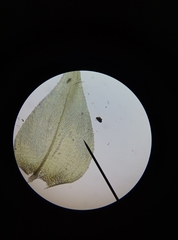 Rhynchostegium megapolitanum