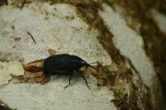 Rhynchophorus palmarum image