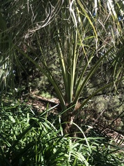 Brahea edulis