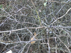 Ceanothus oliganthus sorediatus