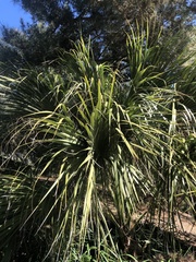 Brahea edulis