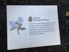Ceanothus oliganthus sorediatus