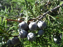 Juniperus flaccida