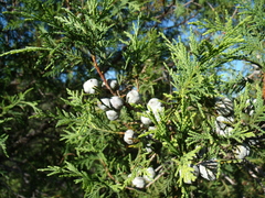 Juniperus flaccida