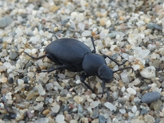 Tentyria mucronata