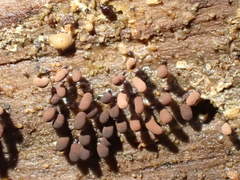 Stemonitopsis amoena