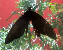 Heraclides rogeri pharnaces