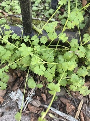 Ranunculus platensis