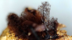 Stemonitopsis amoena