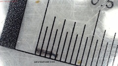 Stemonitopsis amoena