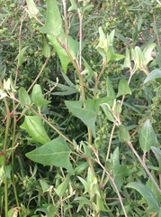 Atriplex