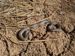 Pituophis catenifer pumilus