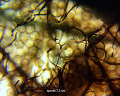 Stemonitopsis amoena