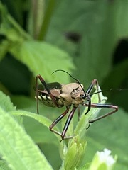 Rhynocoris neavei