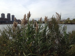Phragmites australis