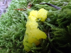 Stemonitis herbatica