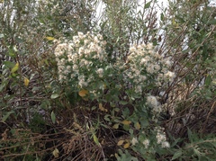 Baccharis halimifolia