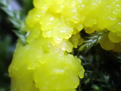 Stemonitis herbatica