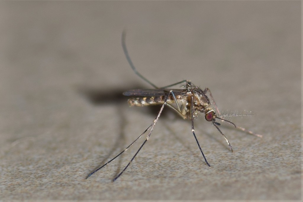 Culex corniger