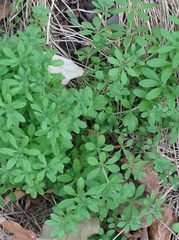 Galium aparine