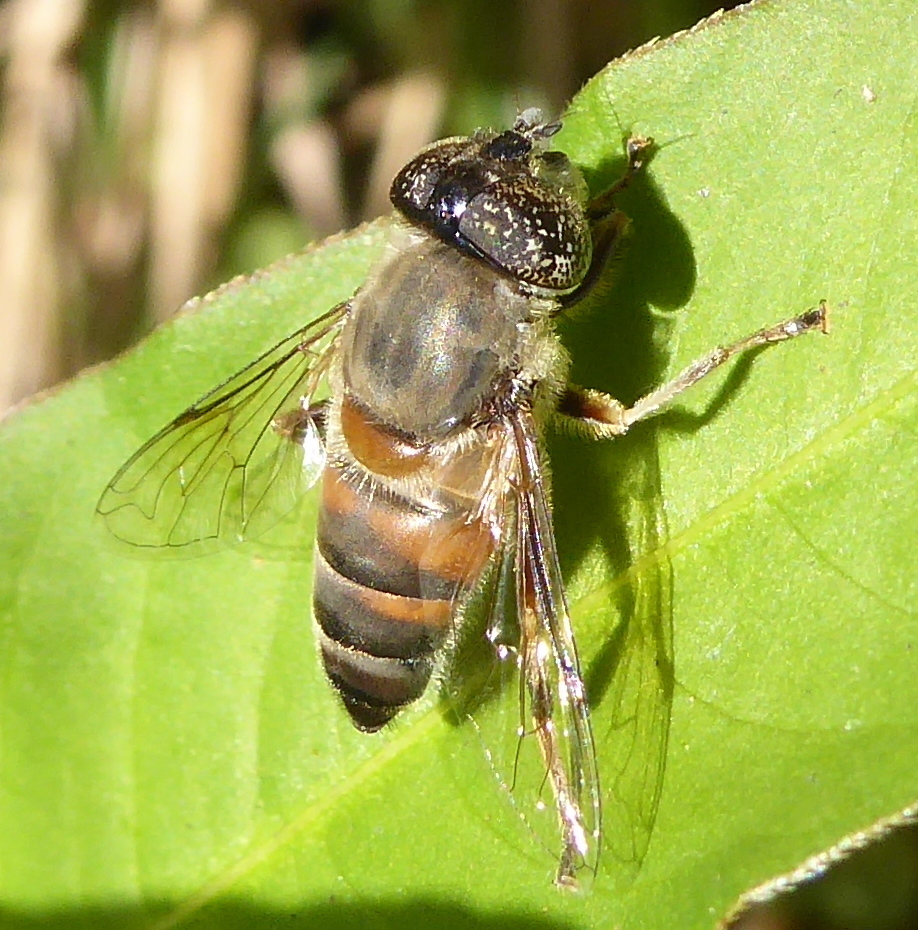 Merodonoides