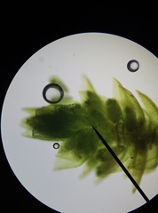 Bryum barnesii