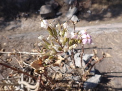 Kalanchoe carnea