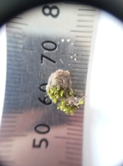 Bryum barnesii