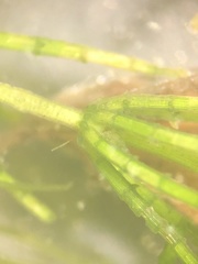 Chara virgata