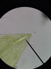 Bryum barnesii