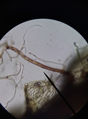 Bryum barnesii