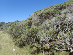 Olearia traversiorum