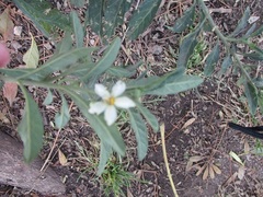 Solanum pseudocapsicum