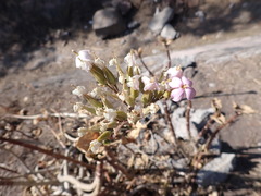 Kalanchoe carnea
