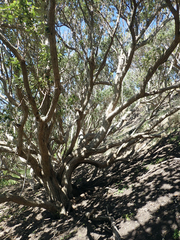 Olearia traversiorum
