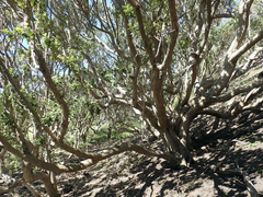 Olearia traversiorum