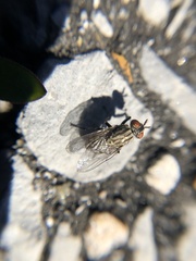 Diptera
