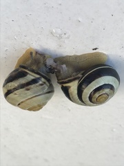 Cepaea nemoralis