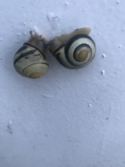Cepaea nemoralis