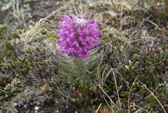 Pedicularis alopecuroides