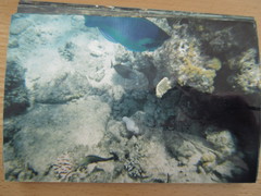 Sufflamen albicaudatum