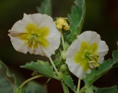 Physalis acutifolia image