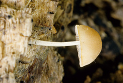 Pluteus velutinus