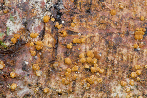 Trichoderma viride, 2002-07-04