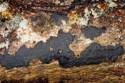 Annulohypoxylon observed 2003-01-03