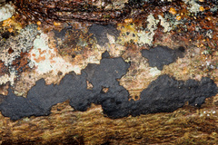 Annulohypoxylon atroroseum