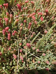 Salicornia blackiana