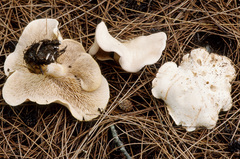 Rhodocollybia laulaha